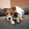 Laboni: Doggy Dog